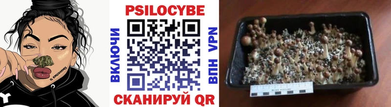 Псилоцибиновые грибы Cubensis  купить   даркнет телеграм  Братск 